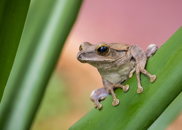 自然の中で白いアマガエル プレミアム写真