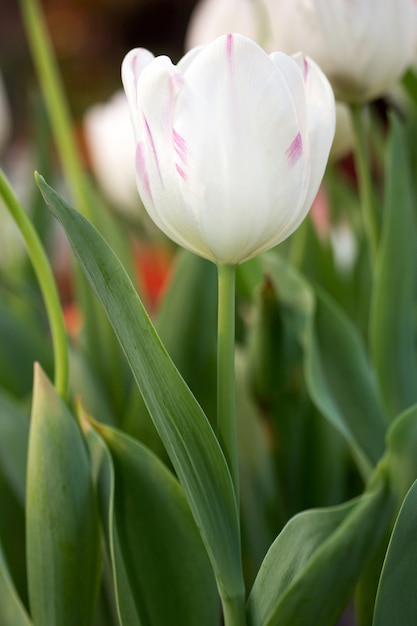 Free Photo | White tulip flower