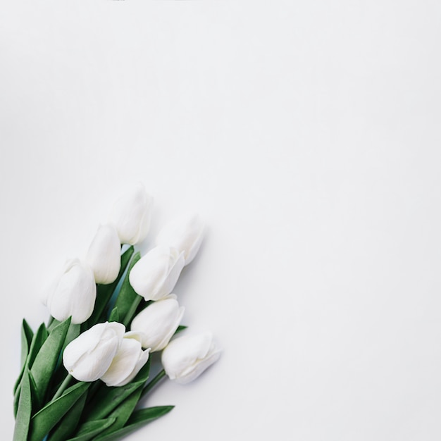 白い背景に白いチューリップの花束 無料の写真