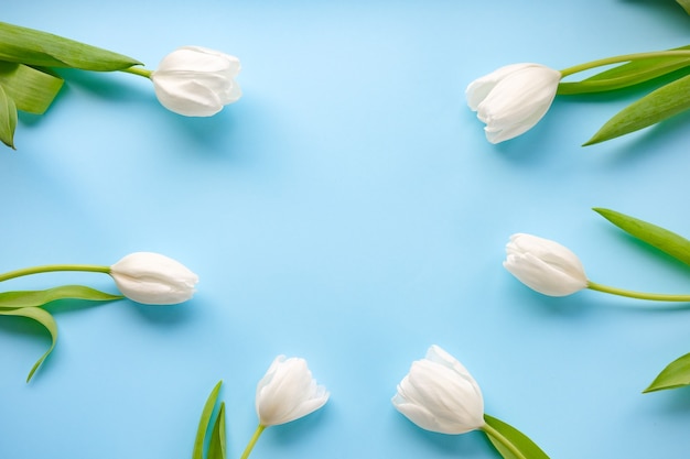 Premium Photo | White tulips flowers on blue background