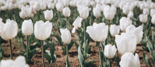 Premium Photo | White tulips on the garden in spring.