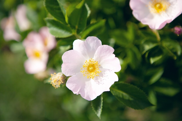 Premium Photo | White wild rose flower on the bush