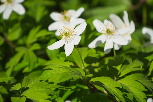 Premium Photo | White windflowers or anemone nemorosa (snowdrop anemone)