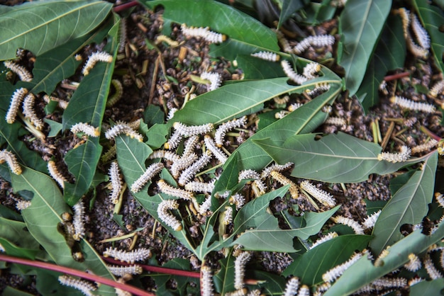 Premium Photo White Worm White Silkworms Are Eating Mulberry Leaves