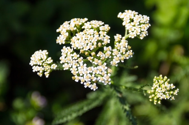 Premium Photo | White yarrow flower (achillea millefolium). medicinal plant