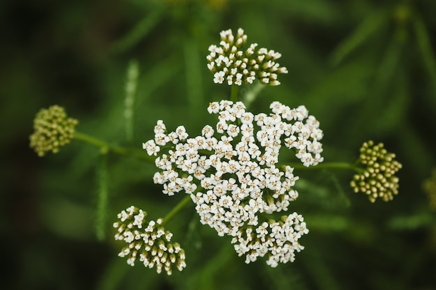 Premium Photo | White yarrow on a green blurry grass