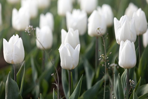 Premium Photo | White and yellow tulips