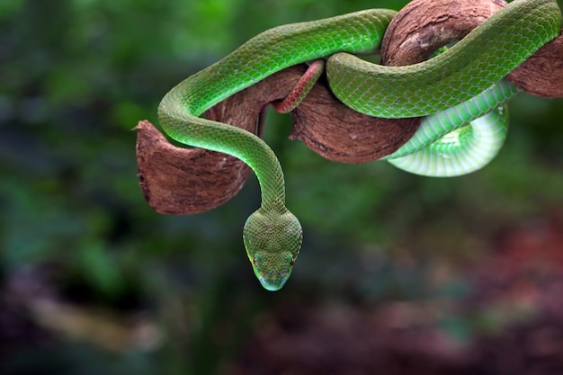 Premium Photo | Whitelipped tree viper trimeresurus albolabris