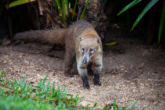 Coatimundi Images | Free Vectors, Stock Photos & PSD