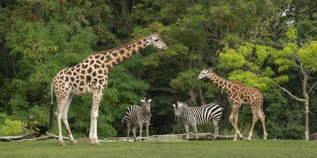 Wide shot of a baby giraffe near its mother and two zebras with green trees Free Photo