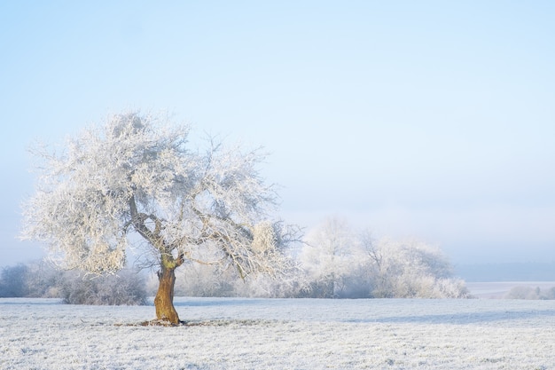 Free Photo Wide Shot Of An Isolated Tree Covered In Snow In A Snowy Area Just Like A Fairytale