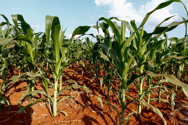 Premium Photo | Wide view of growing maize plantation