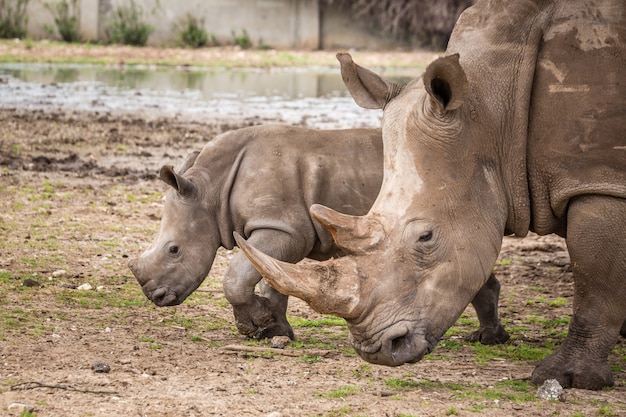 Wild african animals | Premium Photo