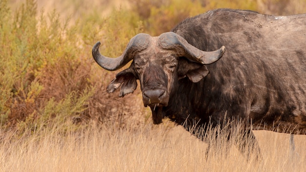 Wild african cape buffalo, kenya | Premium Photo