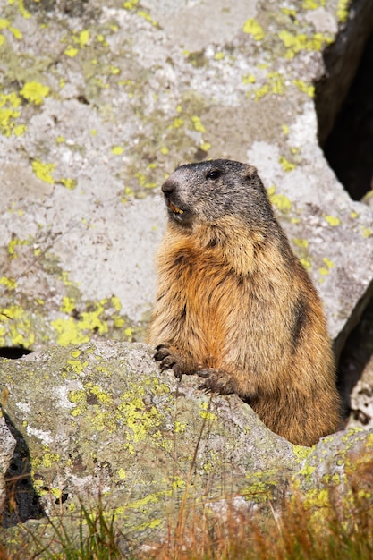 marmot outdoor