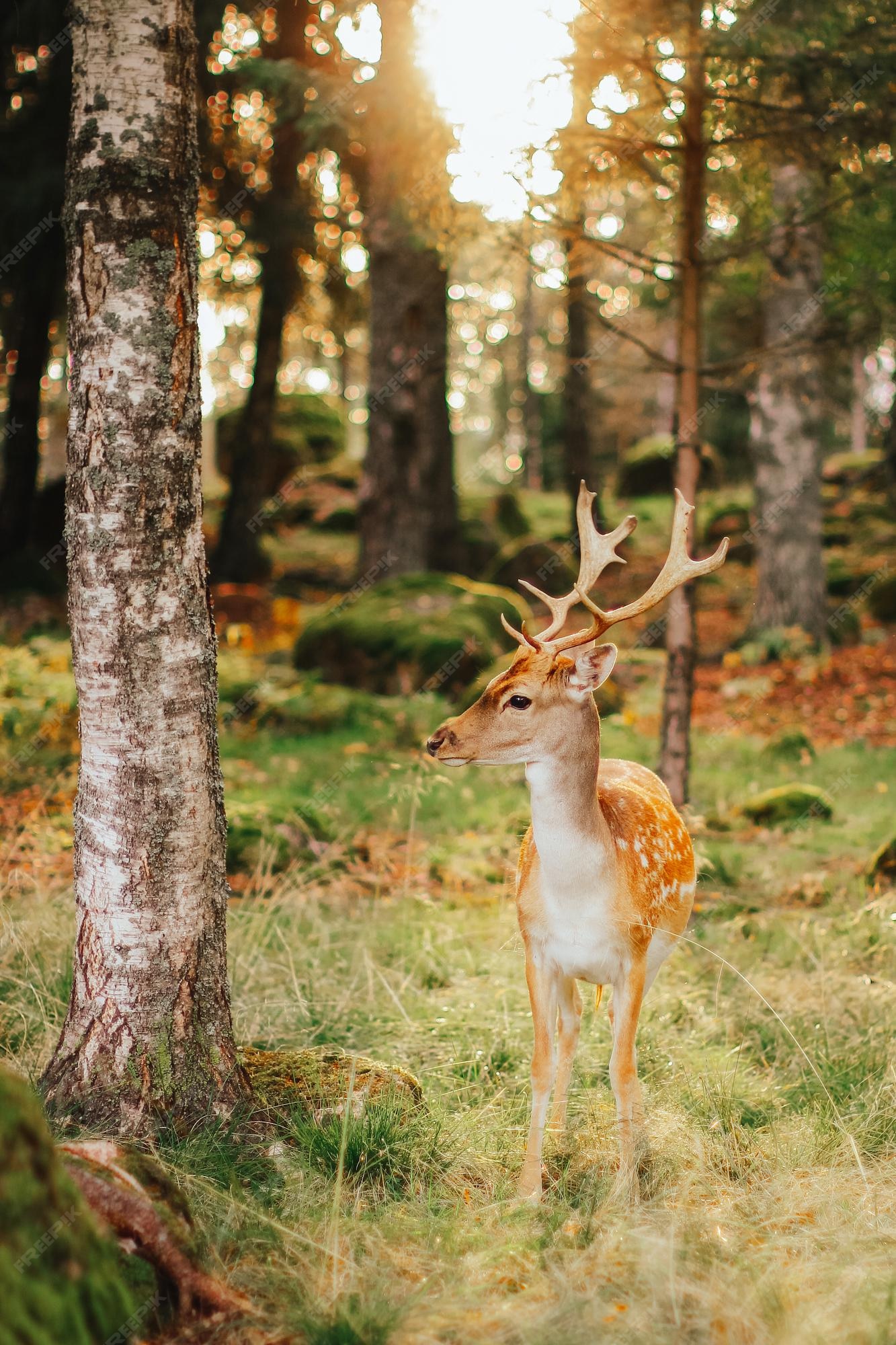 premium-photo-wild-animals-in-their-natural-habitat-european-fallow