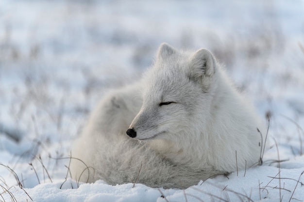 Premium Photo | Wild arctic fox in tundra. arctic fox lying. sleeping ...