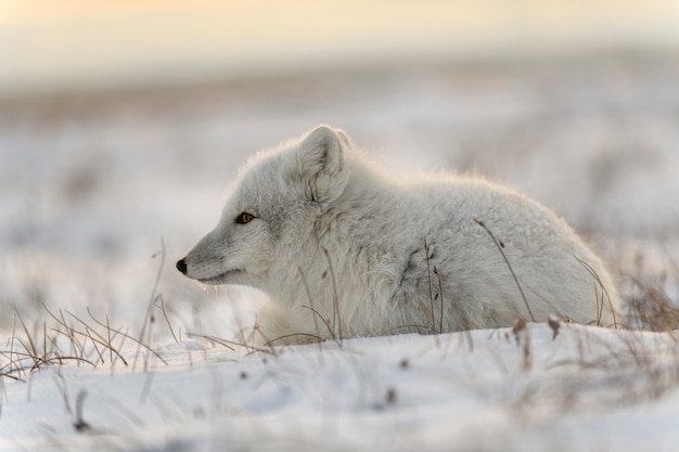 Premium Photo | Wild arctic fox in tundra. arctic fox lying. sleeping ...