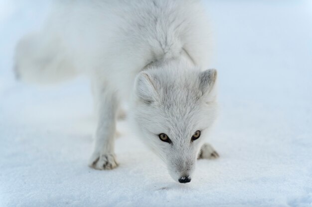 Premium Photo | Wild arctic fox with plastic on his neck in winter ...