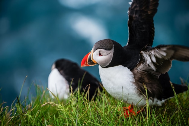 Premium Photo | Wild atlantic puffin seabird in the auk family.