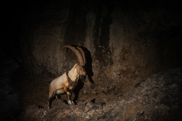 Premium Photo | Wild bezoar goat in the nature habitat bezoar ibex ...