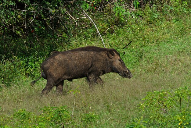 Premium Photo | Wild big boar animal going by jungle