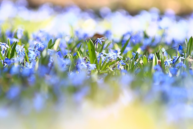 Premium Photo | Wild blue spring flowers, wildflowers small flowers ...