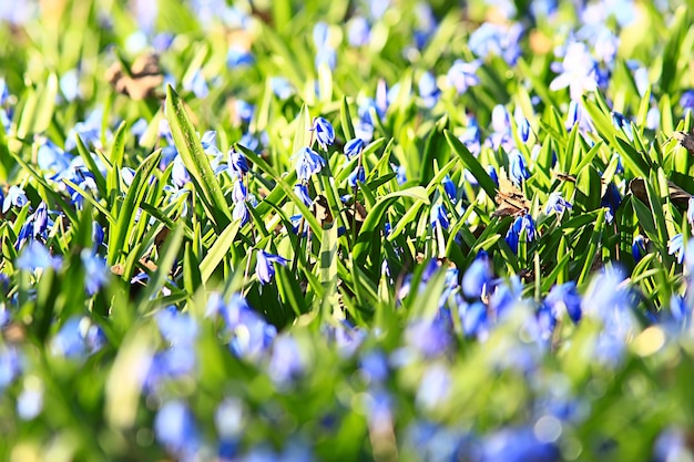 Premium Photo | Wild blue spring flowers, wildflowers small flowers ...