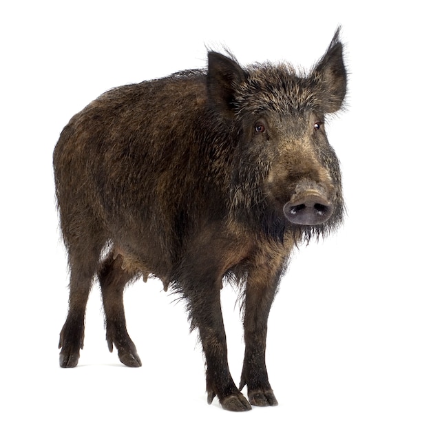 Premium Photo | Wild boar in front of a white background