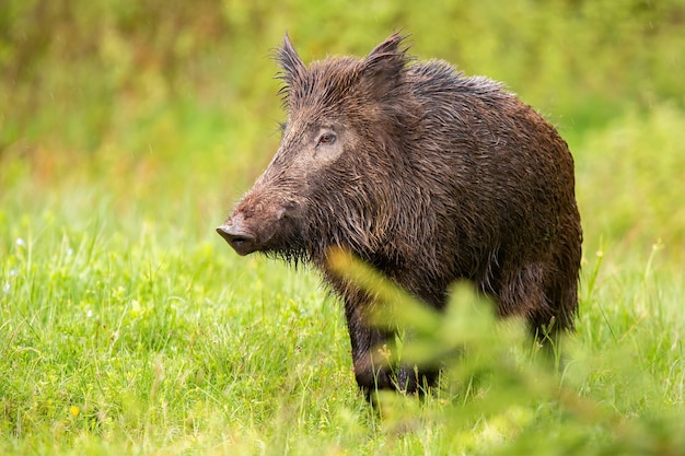 Premium Photo | Wild boar looking on green pasture in summer nature