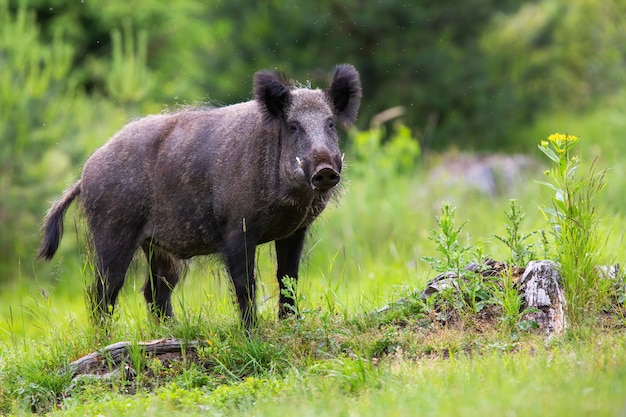 Premium Photo | Wild boar male with long white tusks looking on glade ...