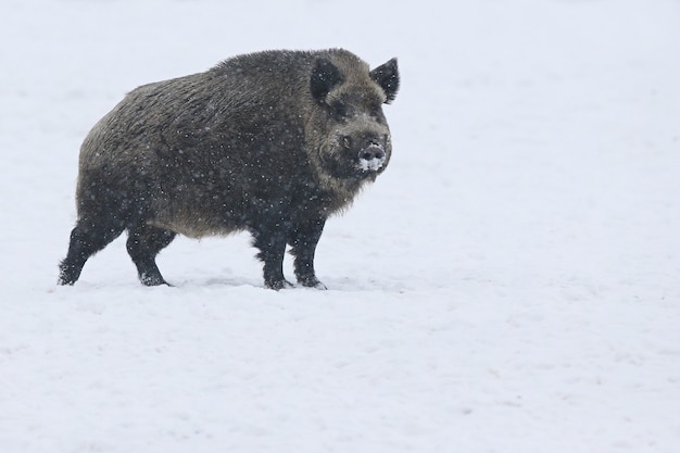 Premium Photo | Wild boar in the nature habitat. european wild boar ...