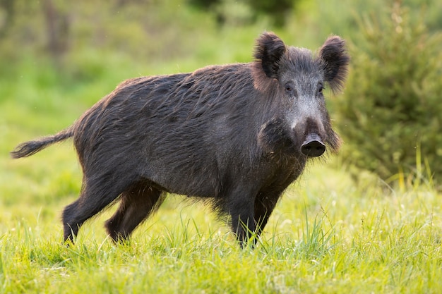 Premium Photo | Wild boar standing on green pasture in spring nature