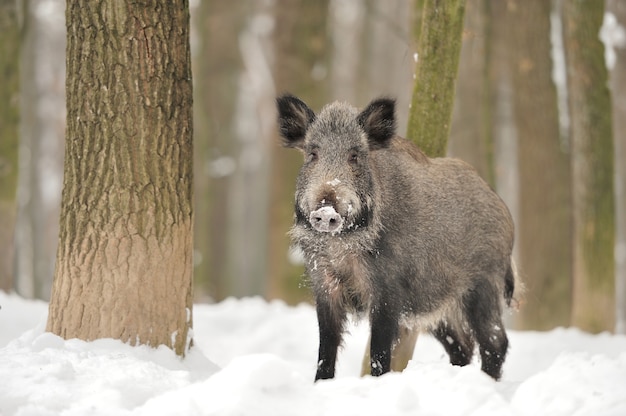 Premium Photo | Wild boar in winter forest