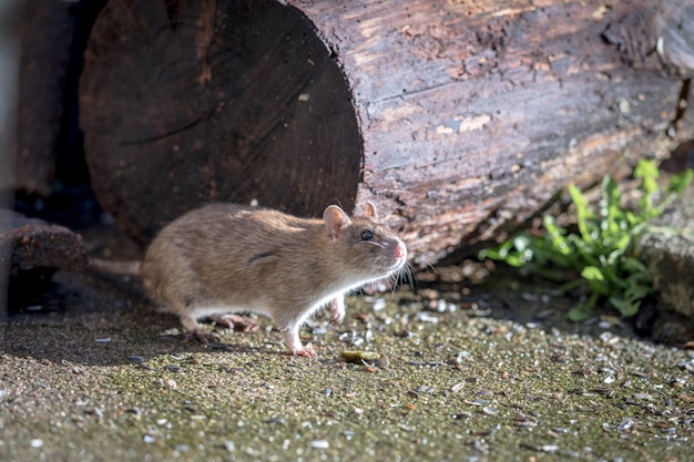 野生の茶色のノルウェーラット ドブネズミ 屋外に座って プレミアム写真