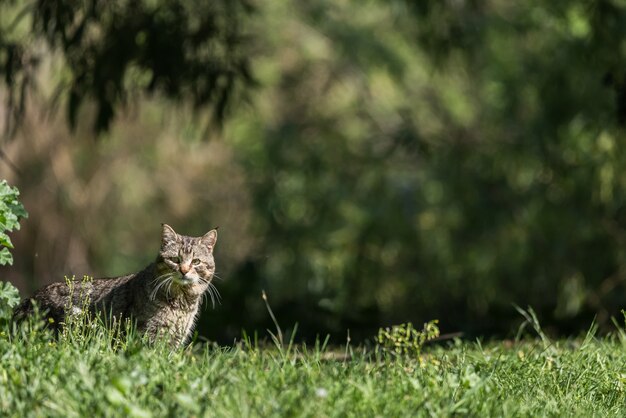 森の中の芝生の上の野生の猫 プレミアム写真