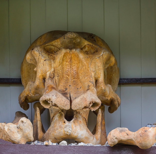 Premium Photo | Wild elephant bones