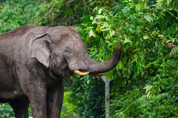 Premium Photo | Wild elephants in thailand khao yai national park, thailand