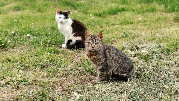 Premium Photo | Wild field cats on freshly cut grass.