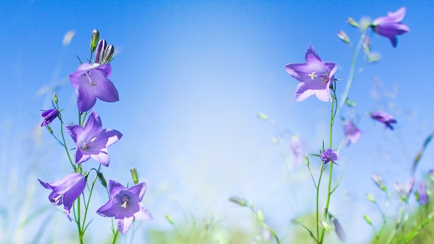 野生の花のブルーベル 紫青花カンパニュラペルシフォリアベルフラワー プレミアム写真