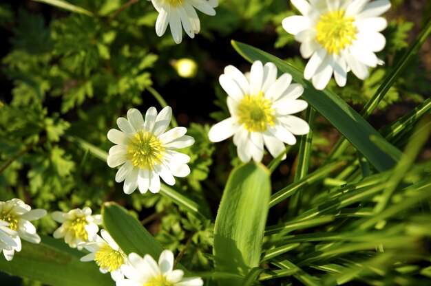Wild flowers | Free Photo