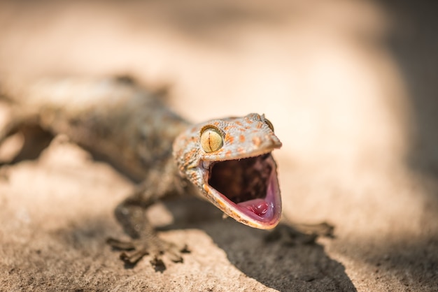 Premium Photo | Wild gecko open mouth