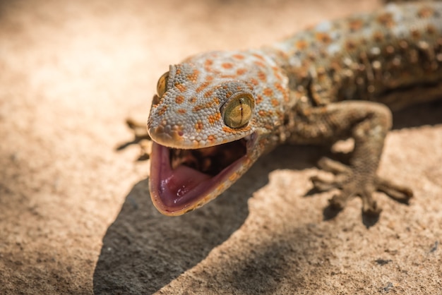 Premium Photo | Wild gecko open mouth