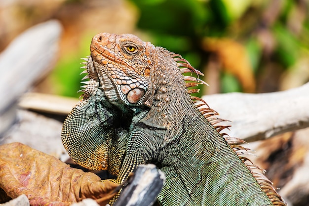 Premium Photo | Wild green iguana in costa rica