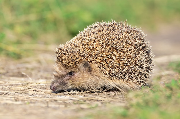 Premium Photo | Wild hedgehog on the path in the forest