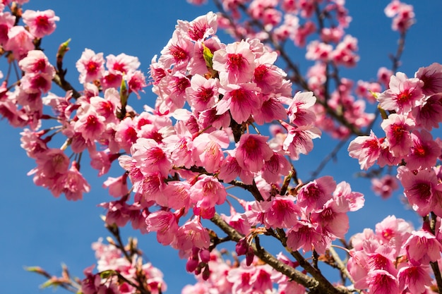 Wild himalayan cherry blossom | Premium Photo