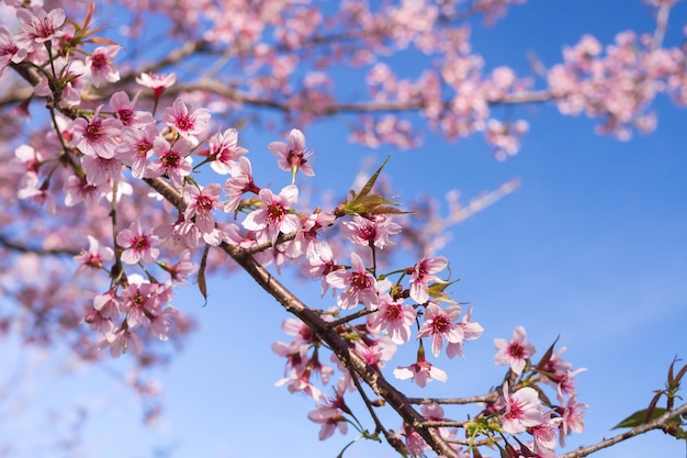 春の季節の野生のヒマラヤ桜 サクラソウ ピンク桜 プレミアム写真