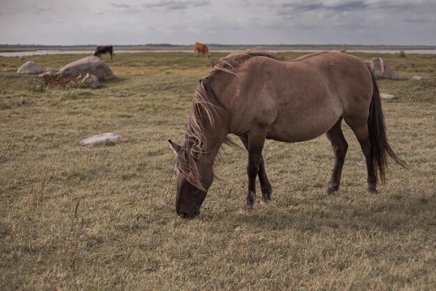 Premium Photo | Wild horse in national park