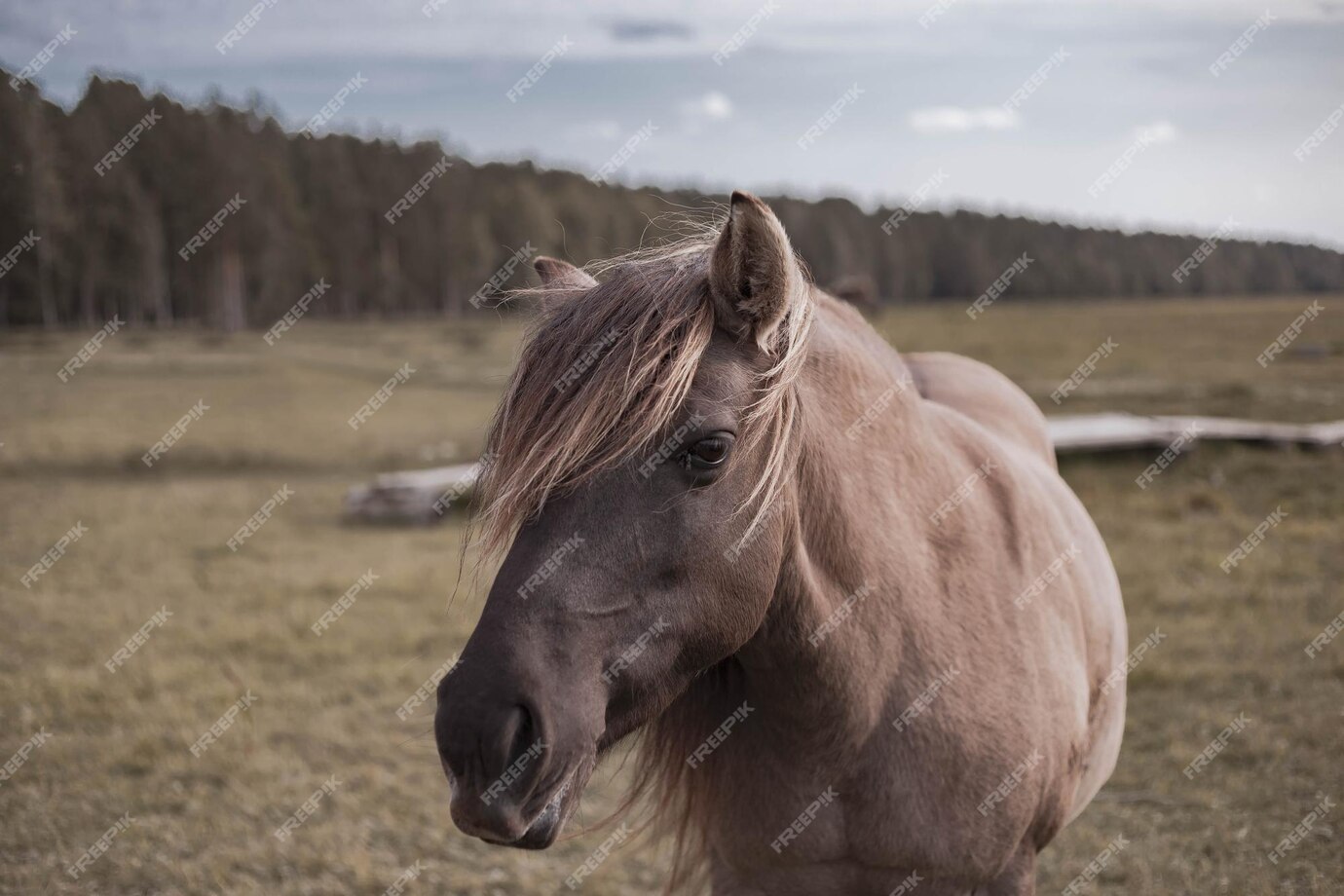 Premium Photo | Wild horse in national park