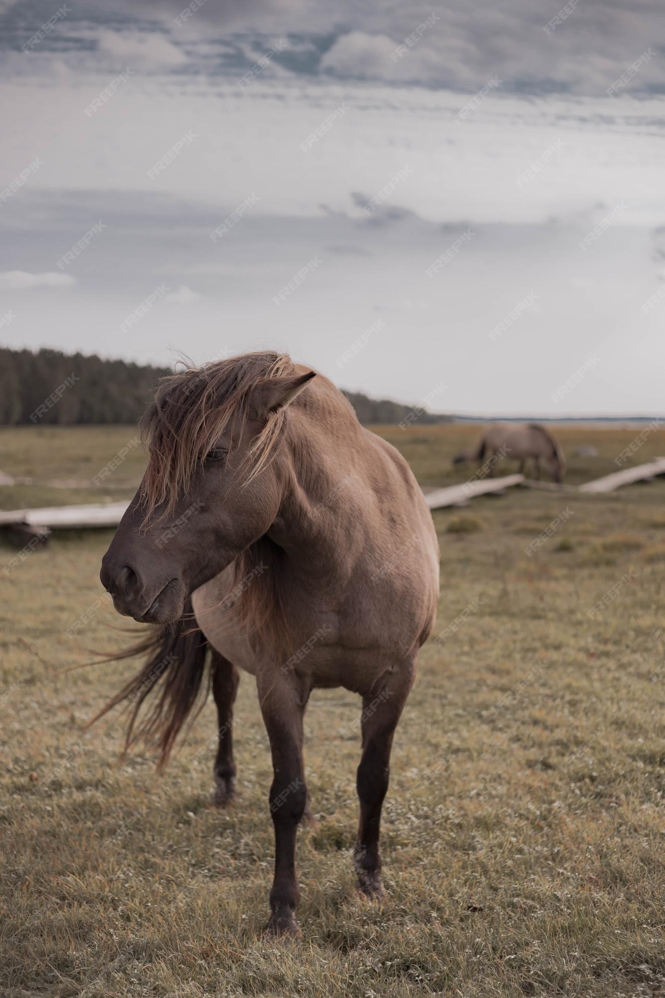 Premium Photo | Wild horse in national park